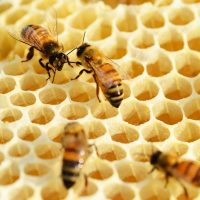 Bienenzüchterverein Bad Goisern